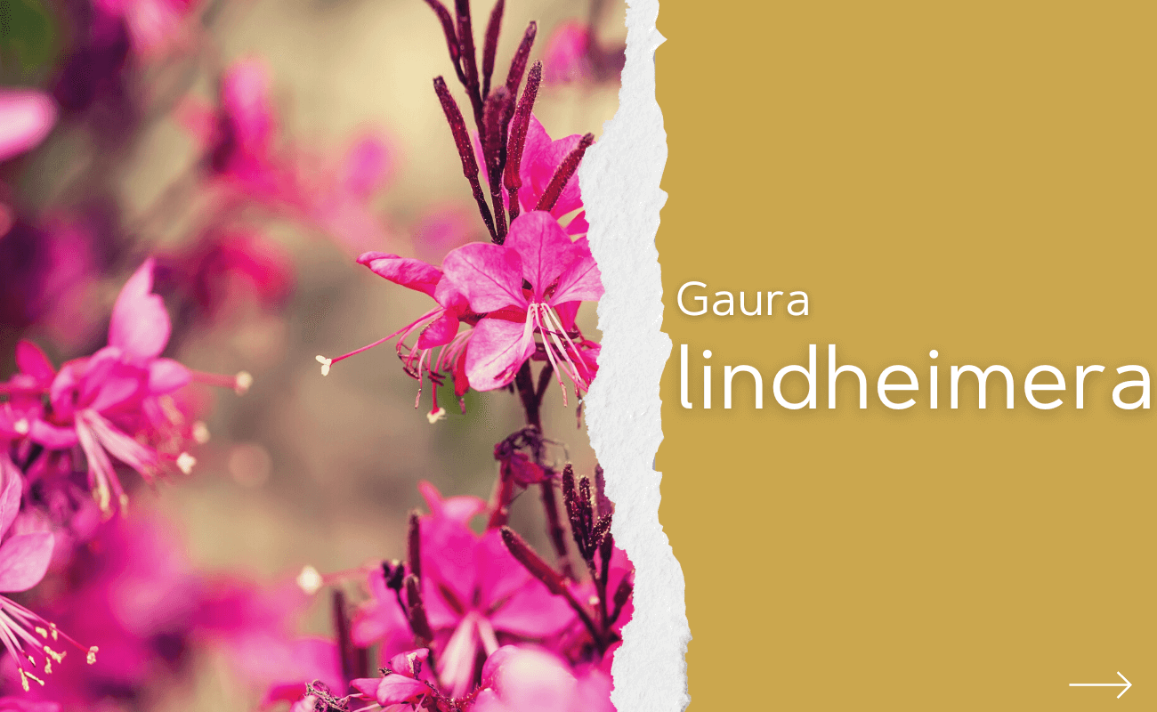 Gaura Lindheimera Wymagania Uprawa Piel Gnacja