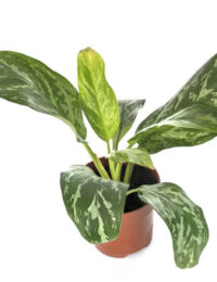 aglaonema