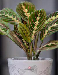 maranta leuconeura