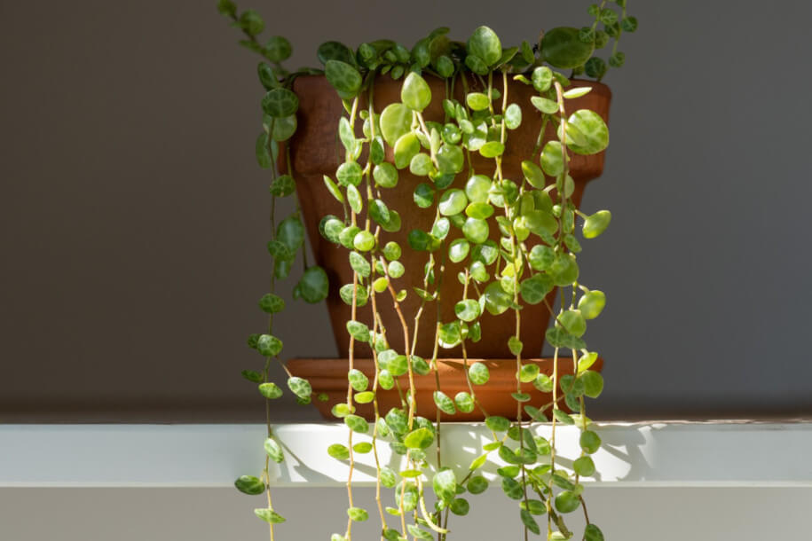 peperomia prostrata