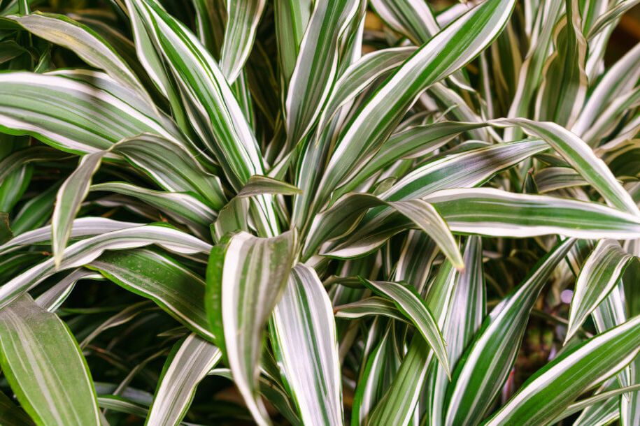 dracena deremeńska