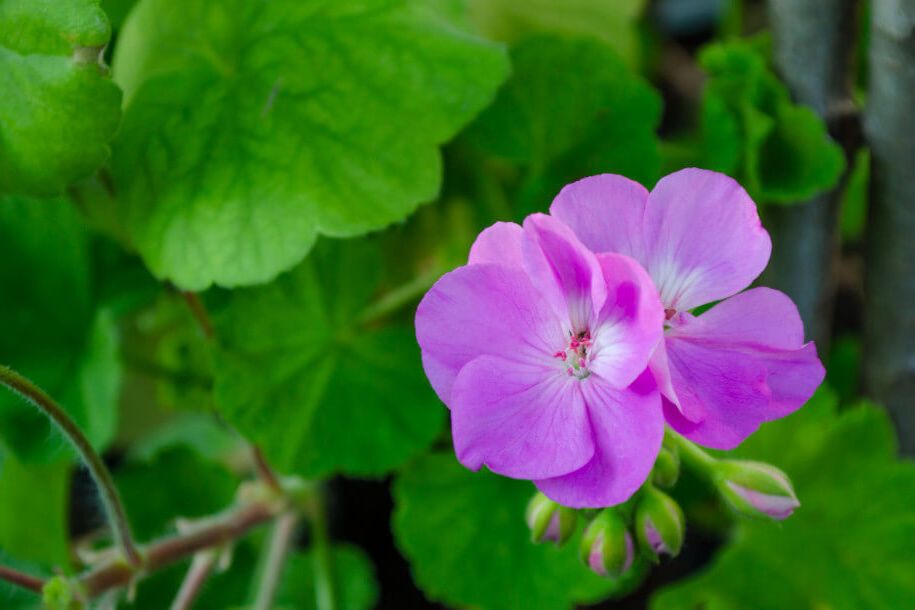 pelargonia