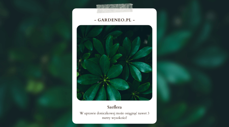Szeflera Odmiany Piel gnacja Rozmna anie Ro liny