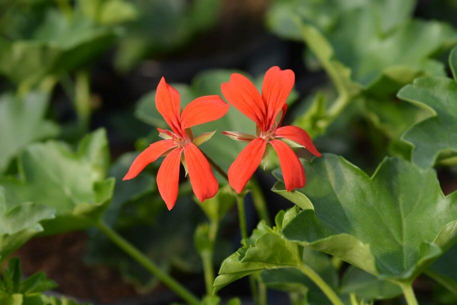 pelargonia afrykańska