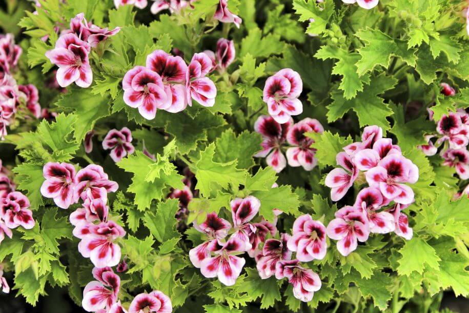 pelargonia angielska