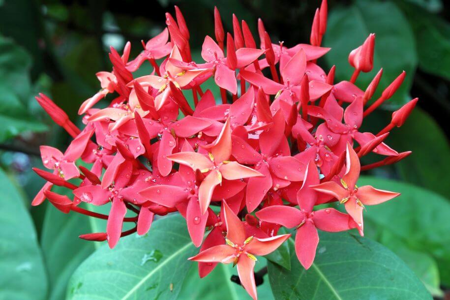 pelargonia kaskadowa