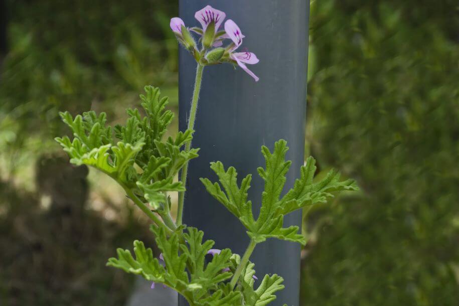 pelargonia pachnąca