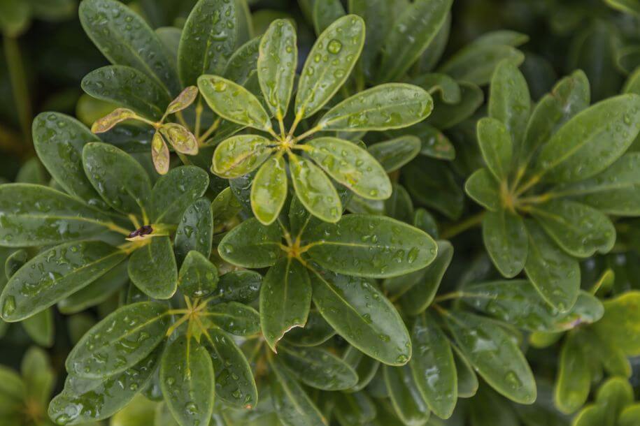 Szeflera Drzewkowata Uprawa Piel gnacja I Rozmna anie Ro liny