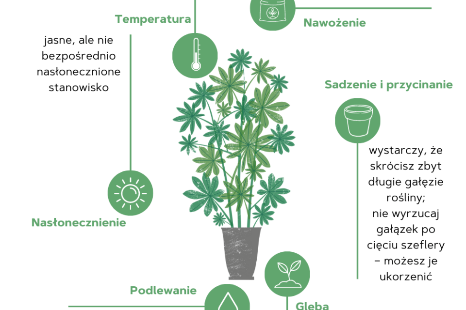 Szeflera Odmiany Piel gnacja Rozmna anie Ro liny