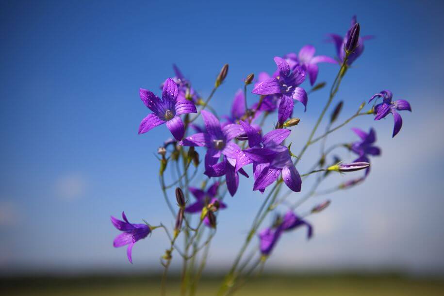 campanula