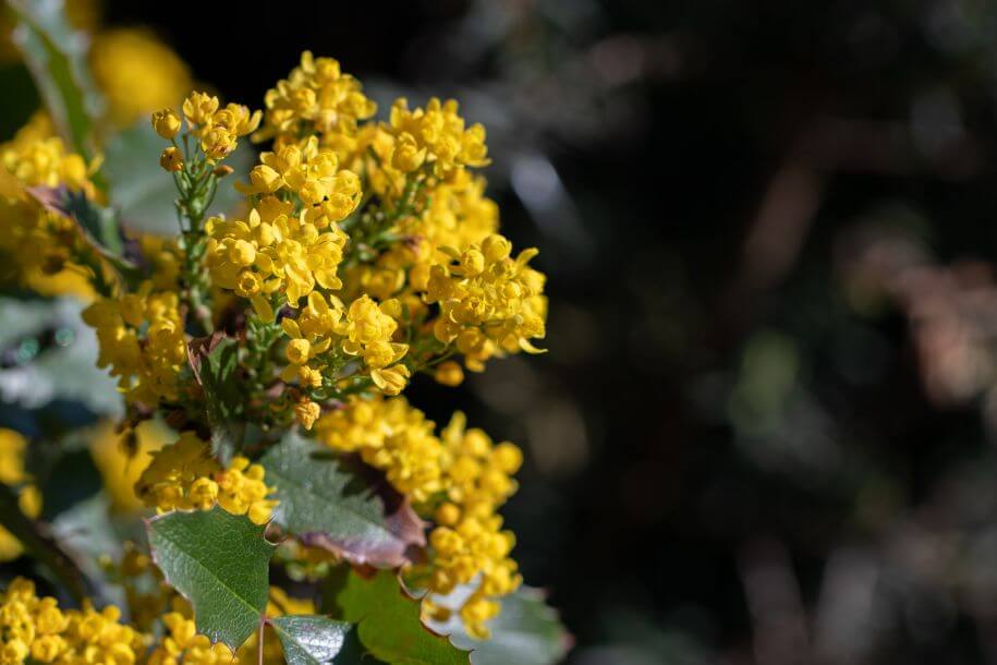 mahonia