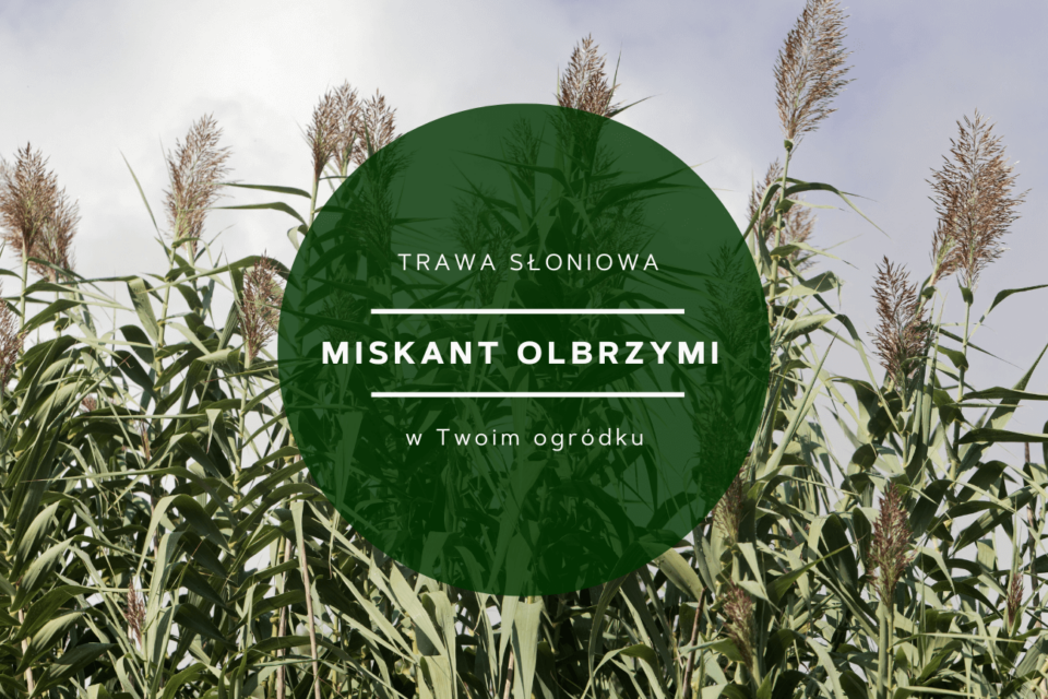 miskant olbrzymi