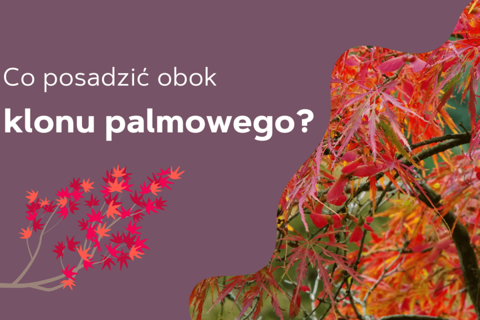 co posadzić obok klonu palmowego