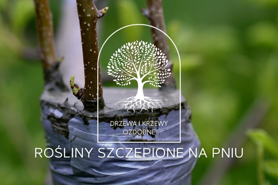 rośliny na pniu