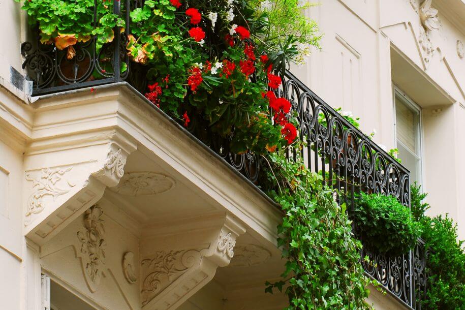 rośliny pnące na balkon