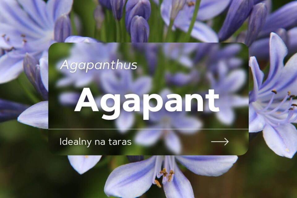 agapant