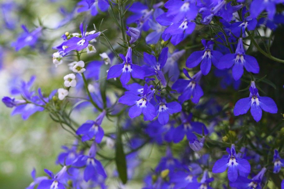 lobelia