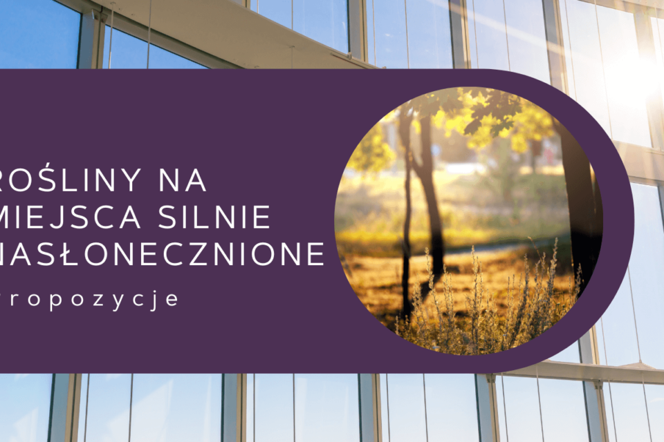 rośliny na miejsca silnie nasłonecznione