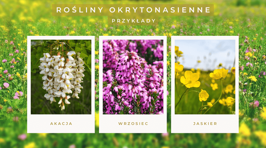 Pytania Na Sprawdzian Z Roślin Okrytozalążkowych rosliny.net.pl