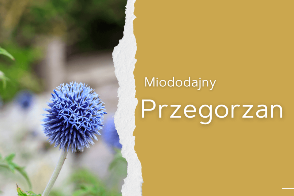 przegorzan miododajny