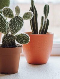 rosliny-kaktusowate