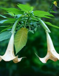 brugmansia