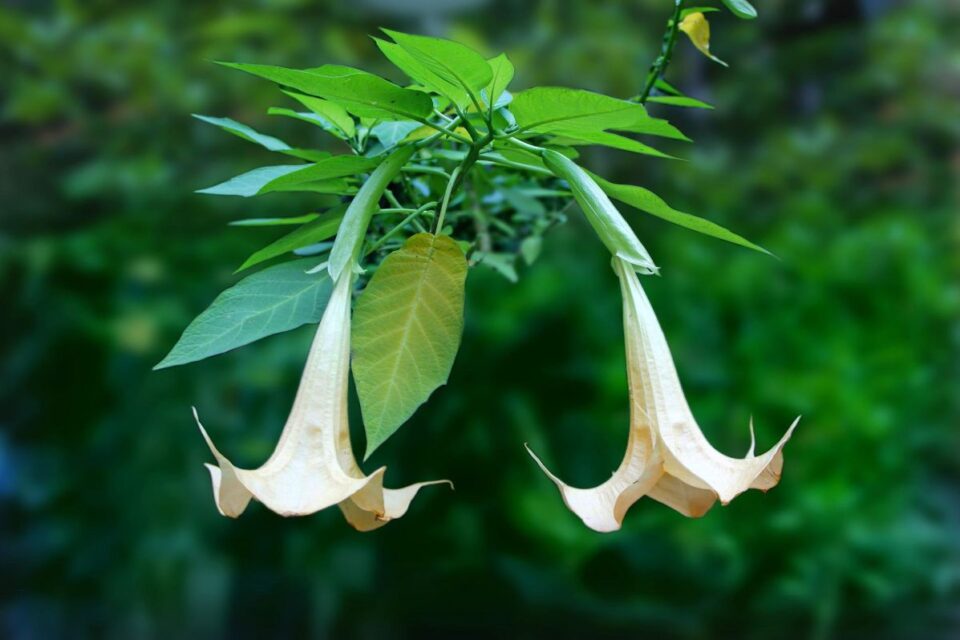 brugmansia