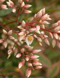 nandina domestica