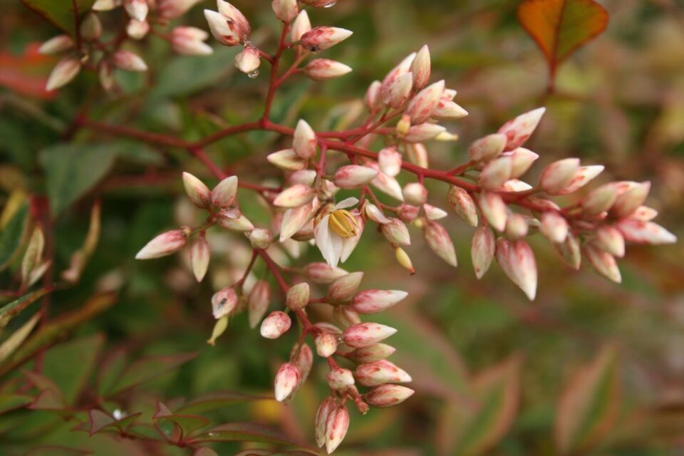 nandina domestica