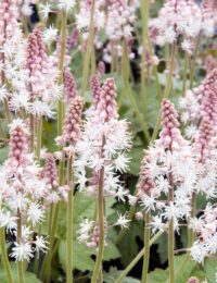 tiarella