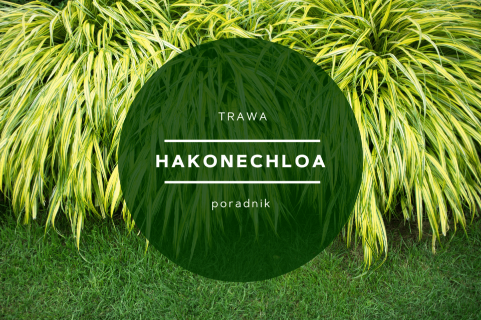 trawa hakonechloa