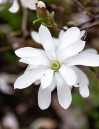 magnolia gwiaździsta