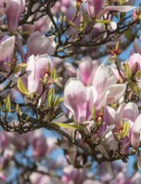 Magnolia soulangeana