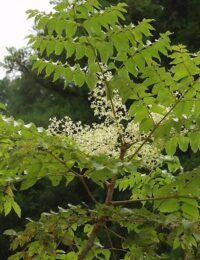 aralia