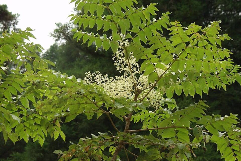 aralia