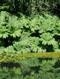 gunnera olbrzymia