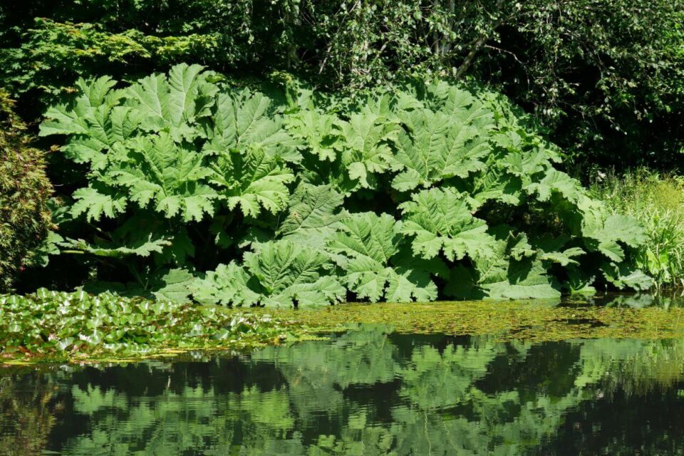 gunnera olbrzymia