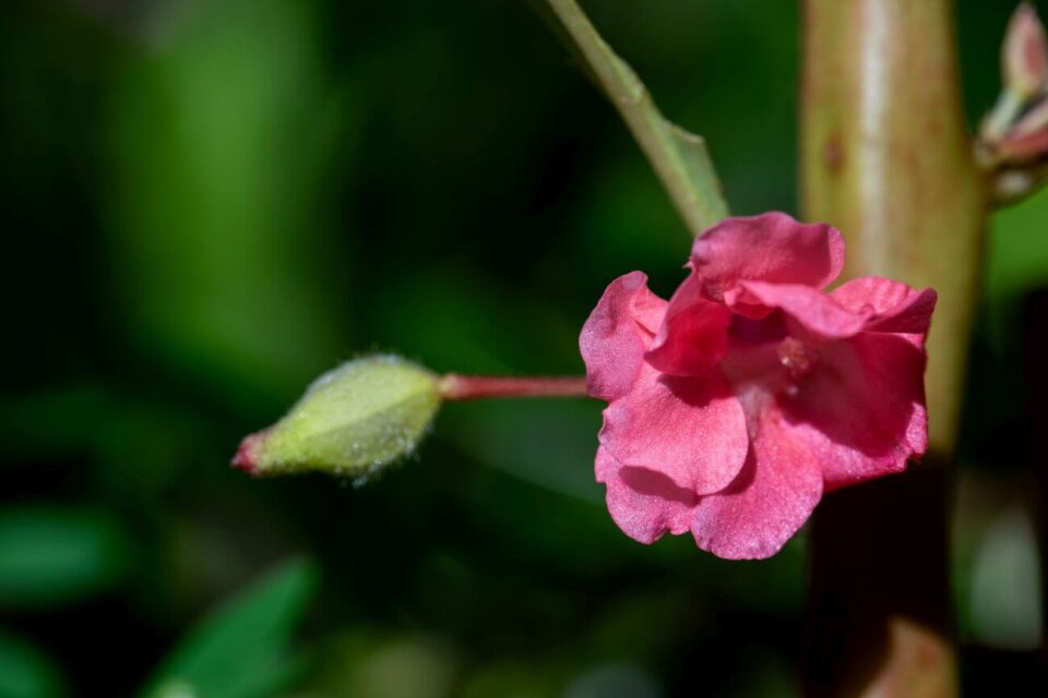 Niecierpek balsamina