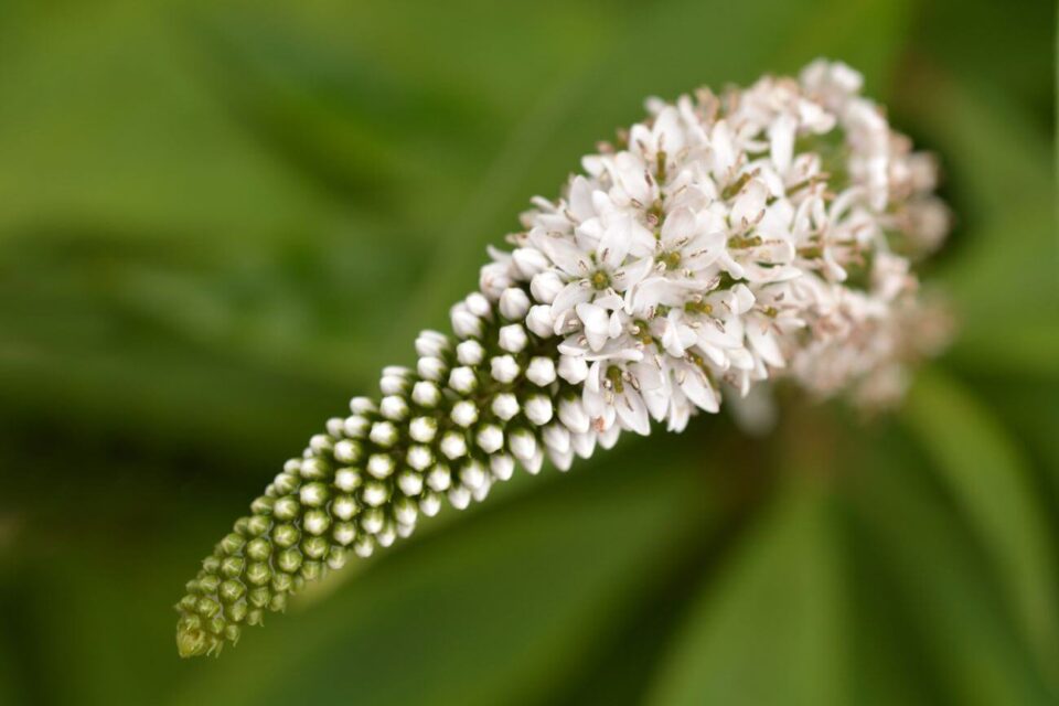 Orszelina olcholistna