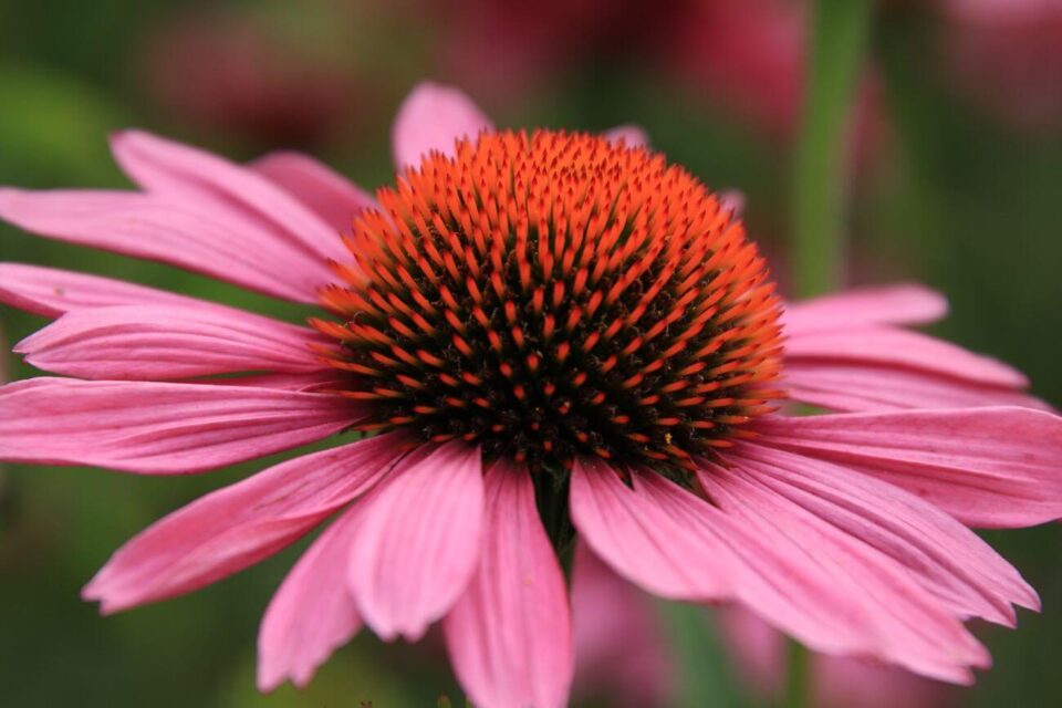 Rudbekia