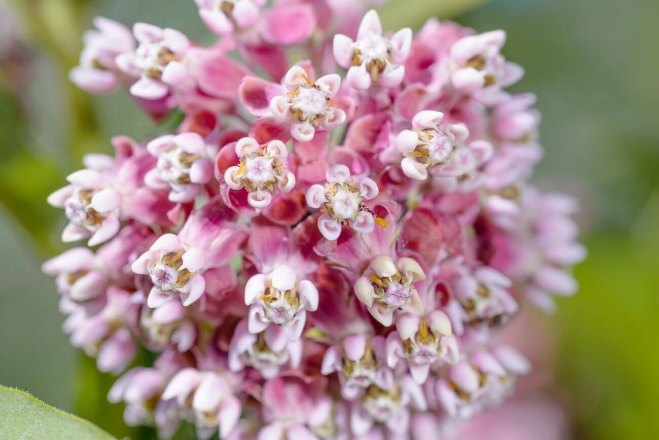 troje-bulwiasta-asclepias-tuberosa-wymagania-i-uprawa-ro-liny
