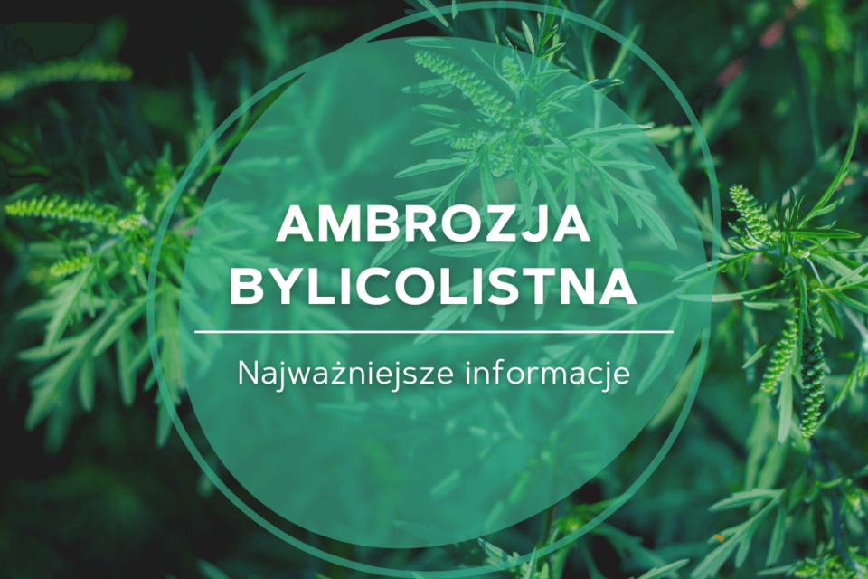 ambrozja bylicolistna