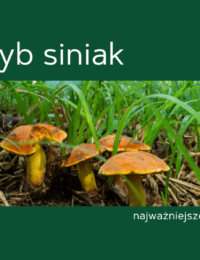 grzyb siniak