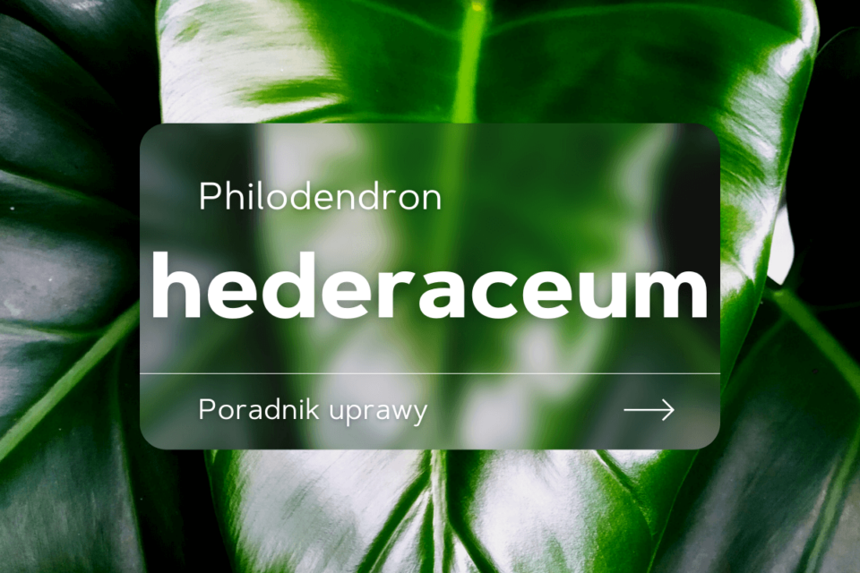 philodendron hederaceum