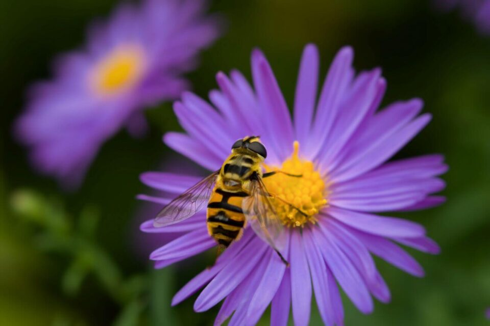 aster krzaczasty