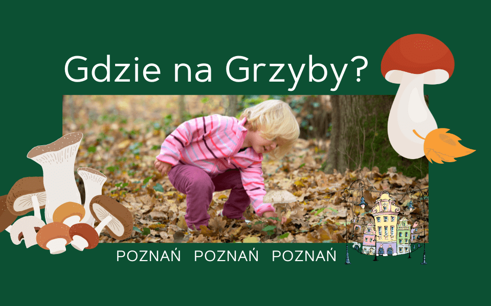 gdzie na grzyby poznań