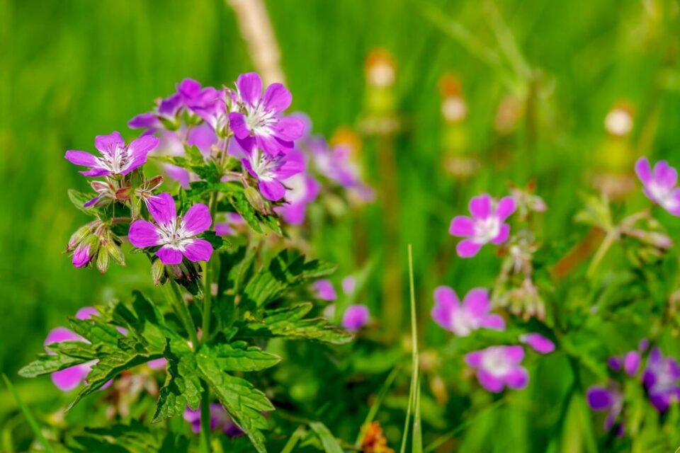 pelargonie zimowanie