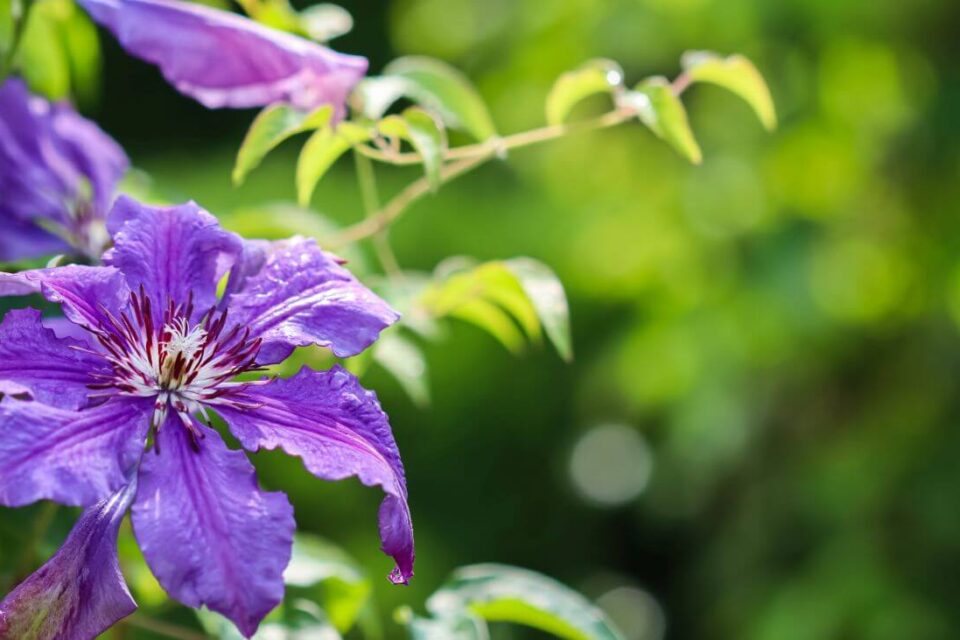 clematis zimowanie