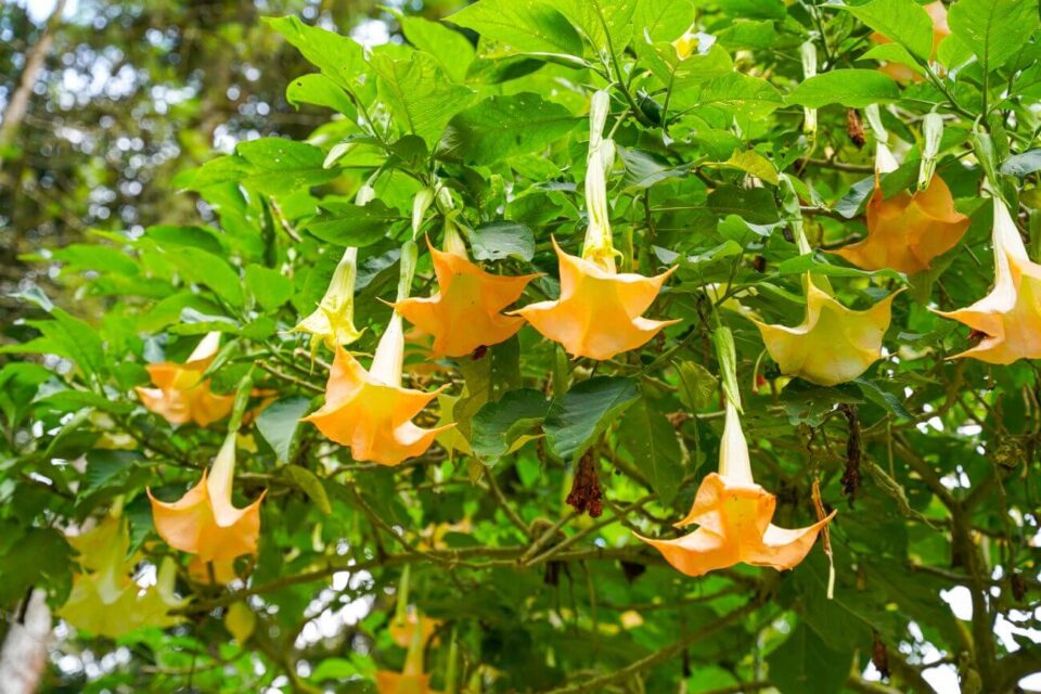 datura zimowanie