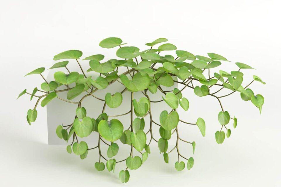 dichondra zimowanie